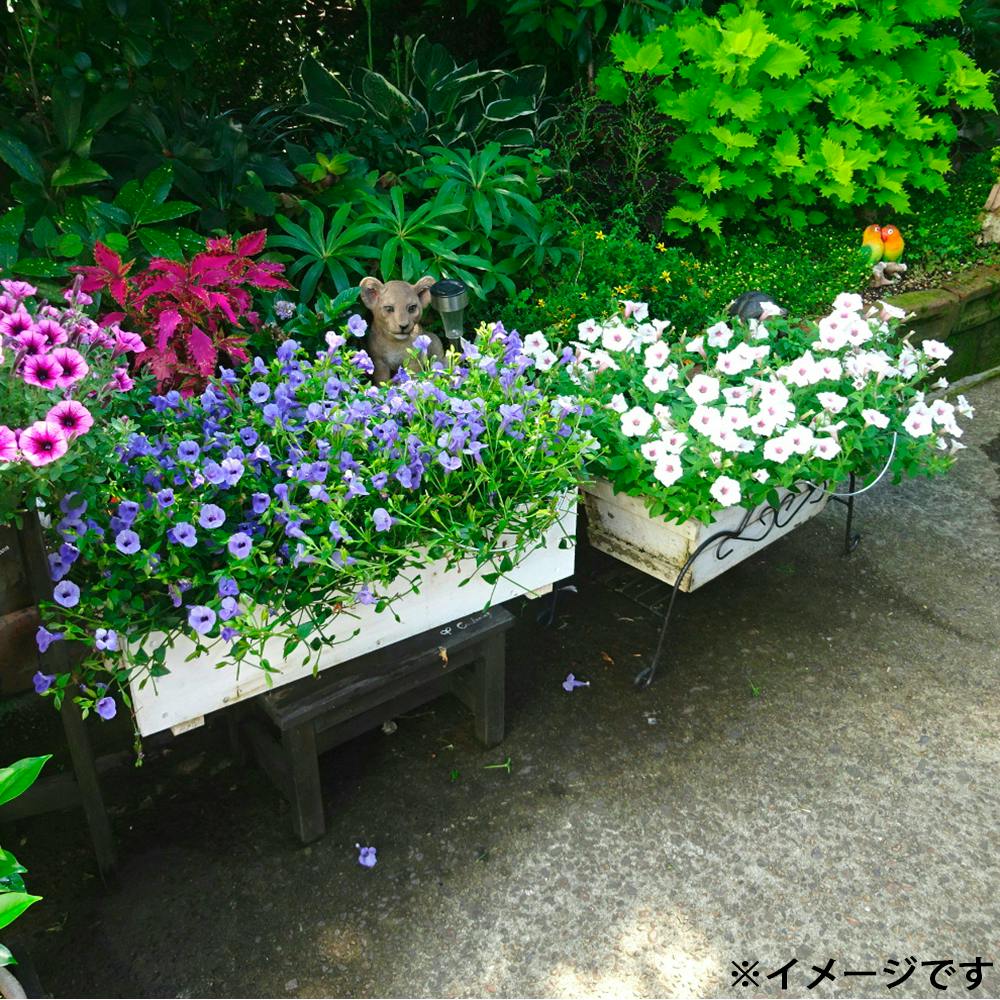 フラワーガード 10ヶセット 12×3×26cm ガーデニング 支柱 フラワー