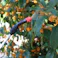 蓄圧式噴霧器 ハイパー#5100 18×18×39cm 消毒 農薬散布 除草剤散布 3050185【別送品】