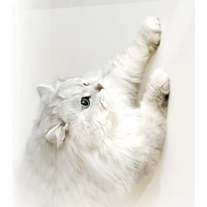 明和グラビア(株) ペットツメ傷保護シート 80×180cm クリア PTS-01 4977932218918【別送品】