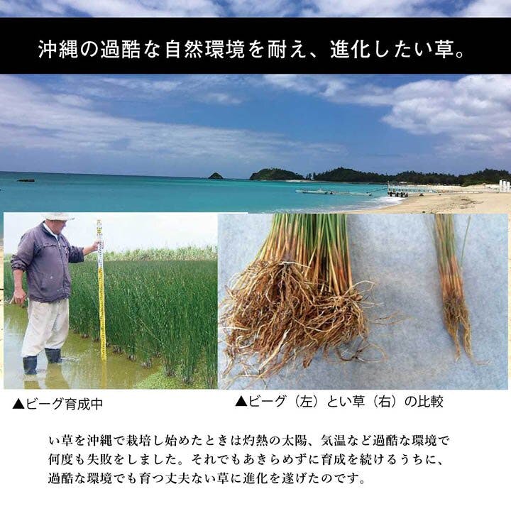 沖縄ビーグ 日本製 国産 純国産 ラグ い草 約191×191cm (裏：不織布