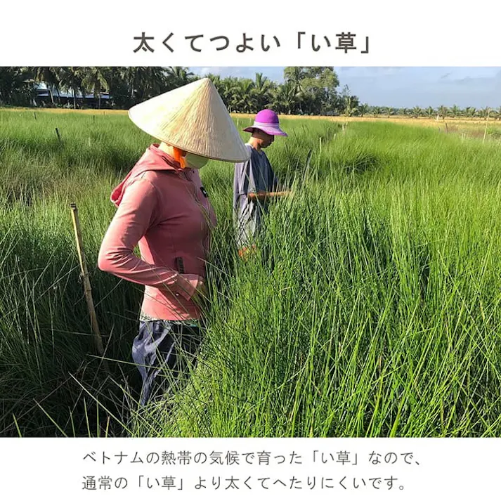 みらい 43cm丸 1142010012002 クッション 座布団 スツール い草【別送品】