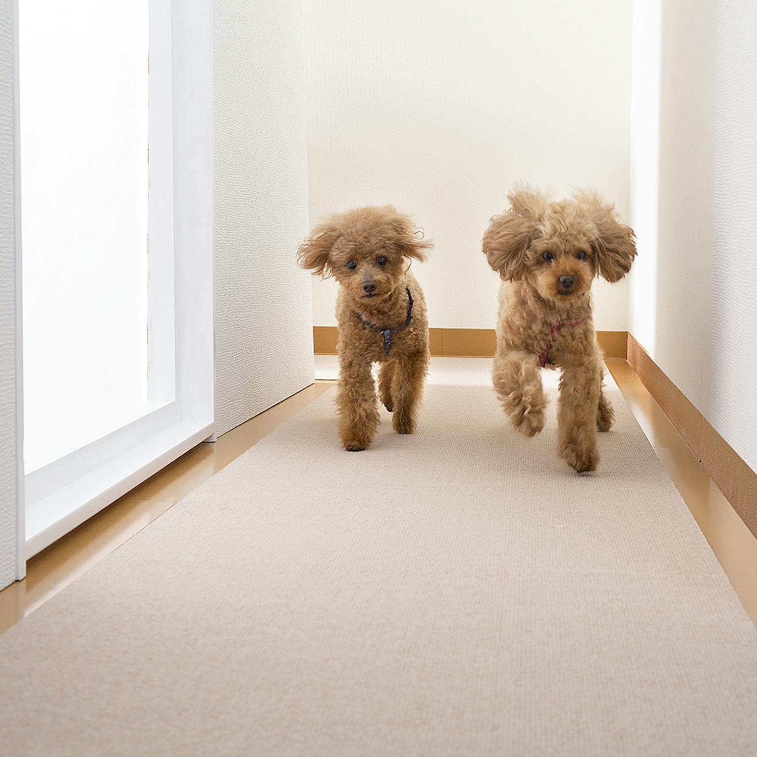 マット着きです。 4549509728108_01.jpg