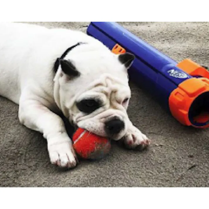ナーフドッグ テニスボール 2i(4P) ナーフ おもちゃ アクティブ 2801103001【別送品】