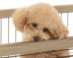 リッチェル アルミフレームペットサークル 90-60 ホワイト