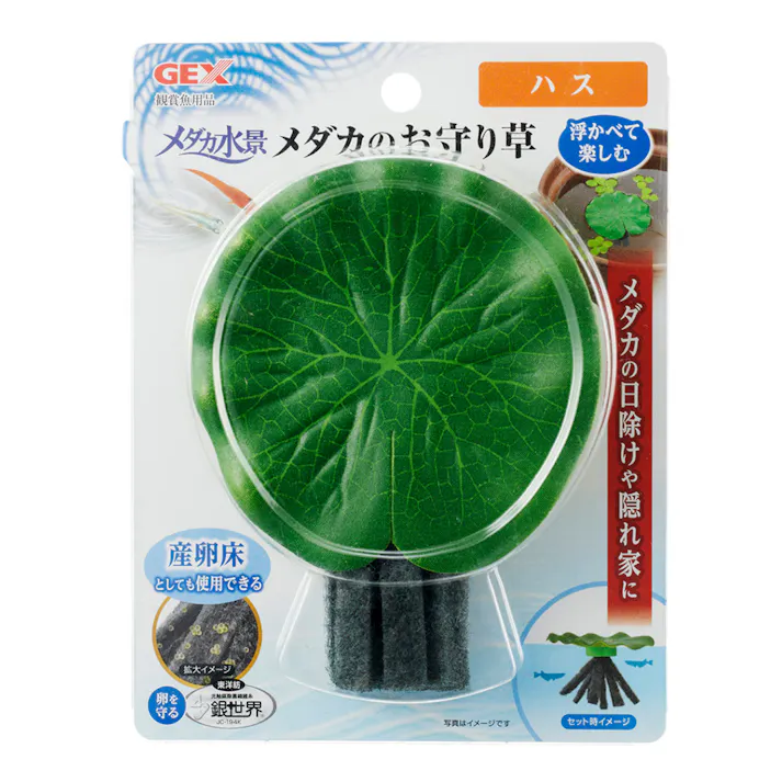 【ケース販売】メダカ水景メダカのお守り草ハス(1ケース24個入り) 1743827024【別送品】