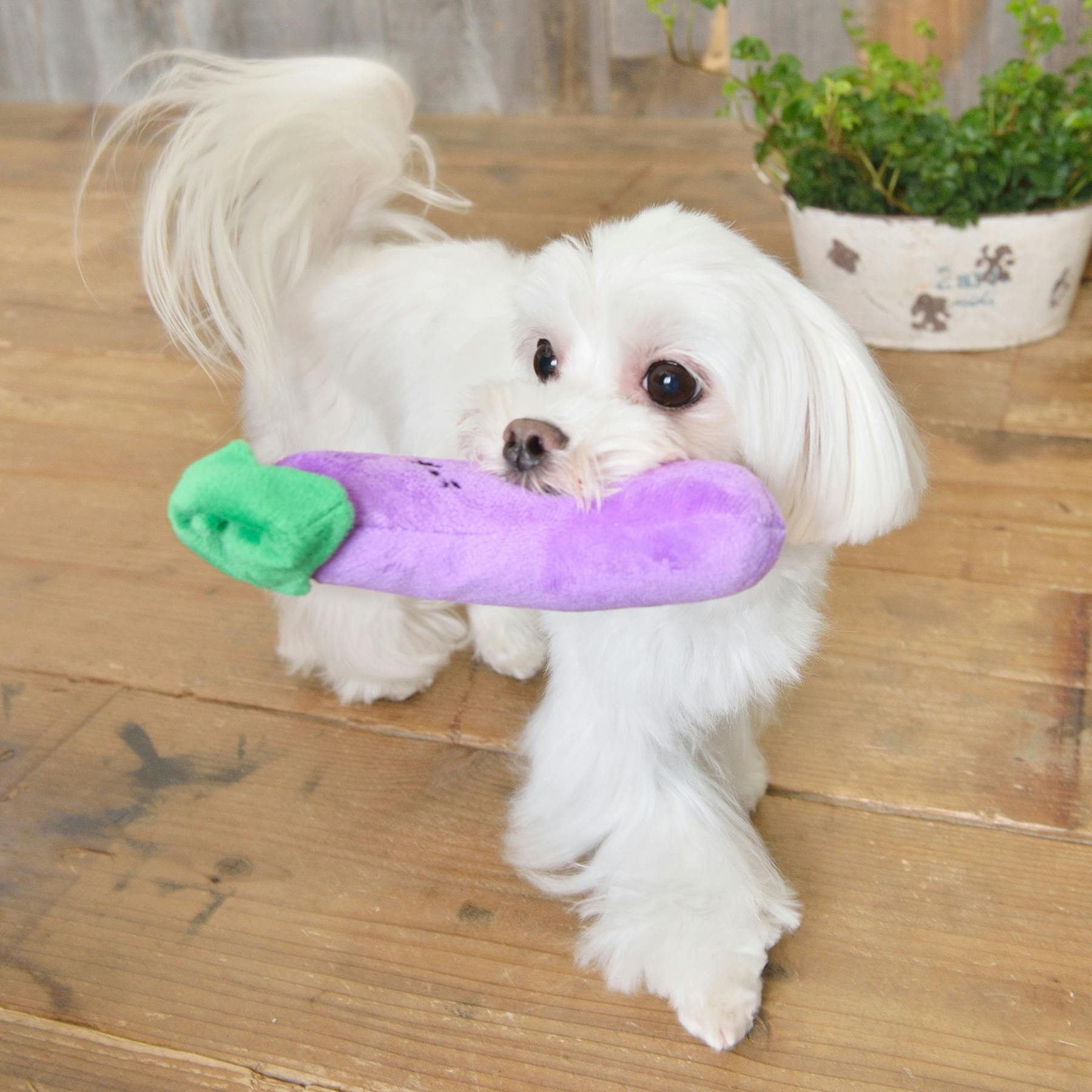 SALTY DOG グッズセット☆(サイン入り) SALTY DOG グッズセット