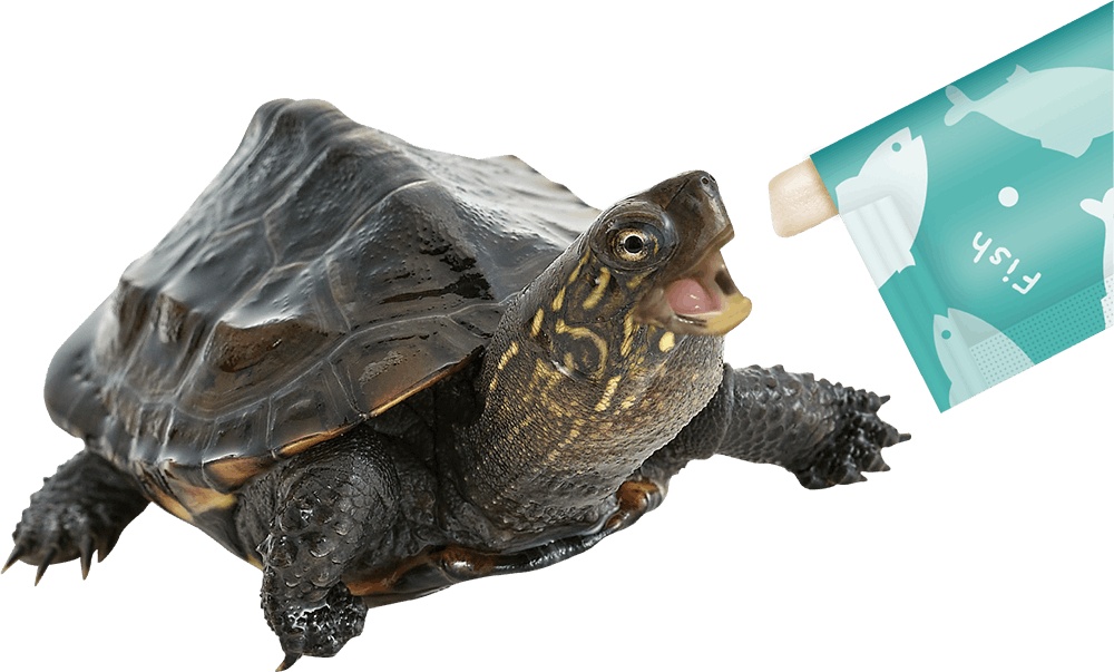 かめかめ☆ GEX カメの島 M-1 | ペット用品（小動物・鳥・亀・爬虫類） 通販