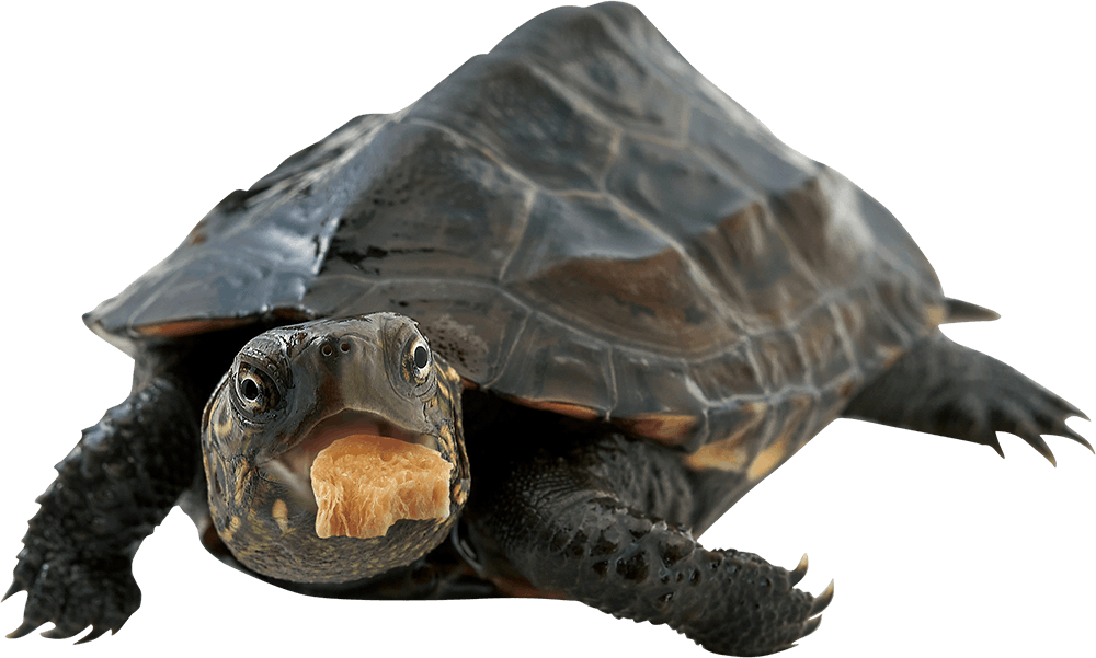 ML-358 かめかめパンさかな入り 鳥小動物フード カメおやつ