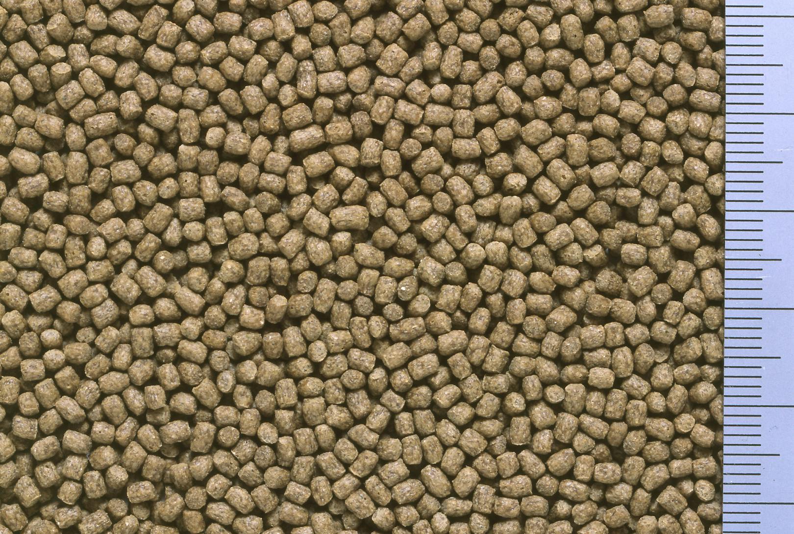 ひかり のこのこカメさん40g 魚用品 国産 4971618881076【別送品