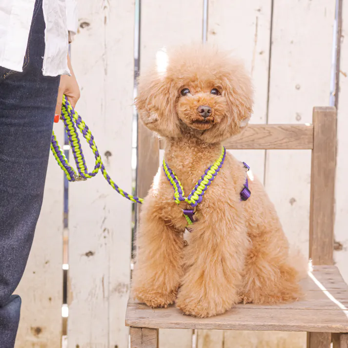 SOLGRA バイカラーコードハーネス S Green お散歩用品 耐久性 4573460310850【別送品】