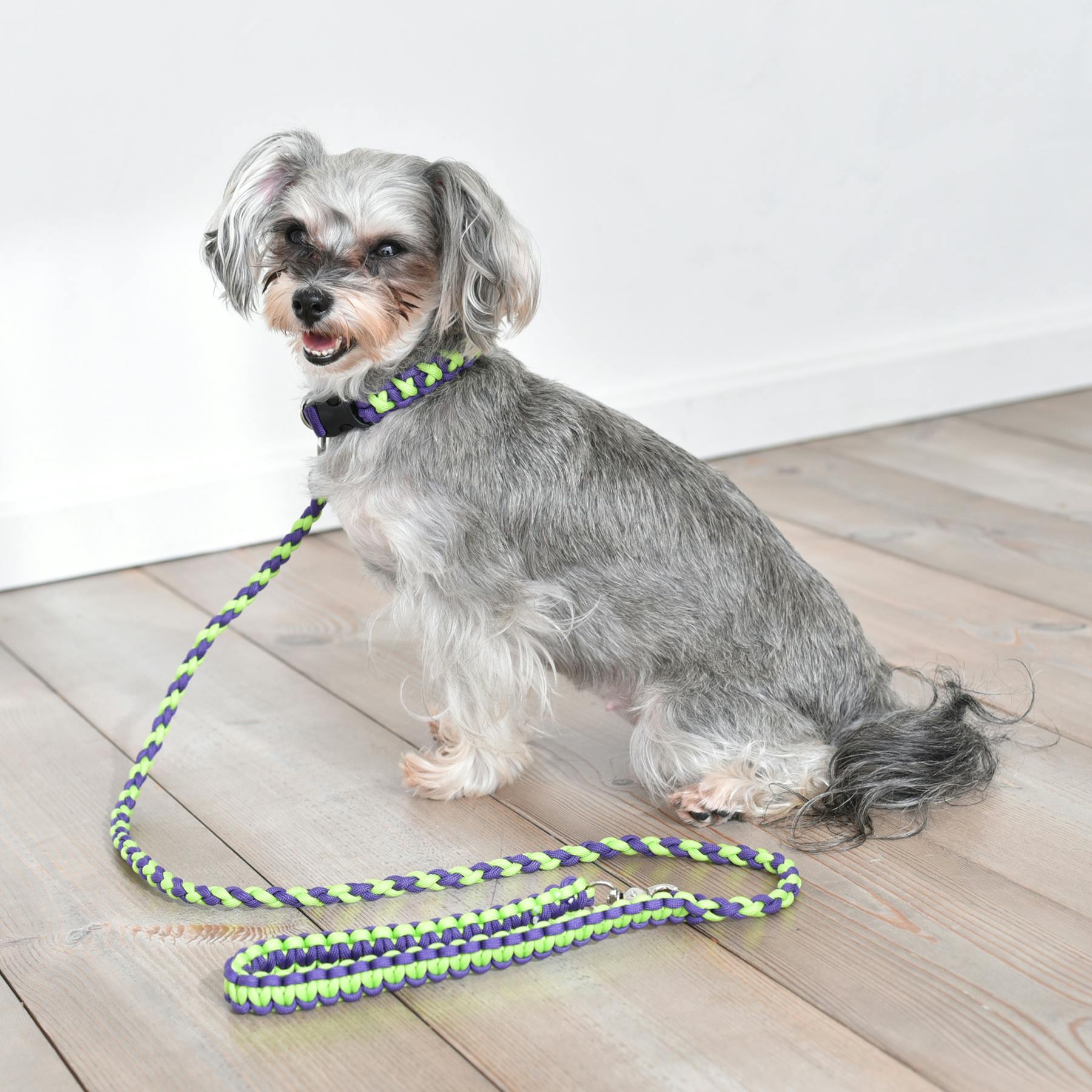 SOLGRA バイカラーコードカラー M Green お散歩用品 耐久性