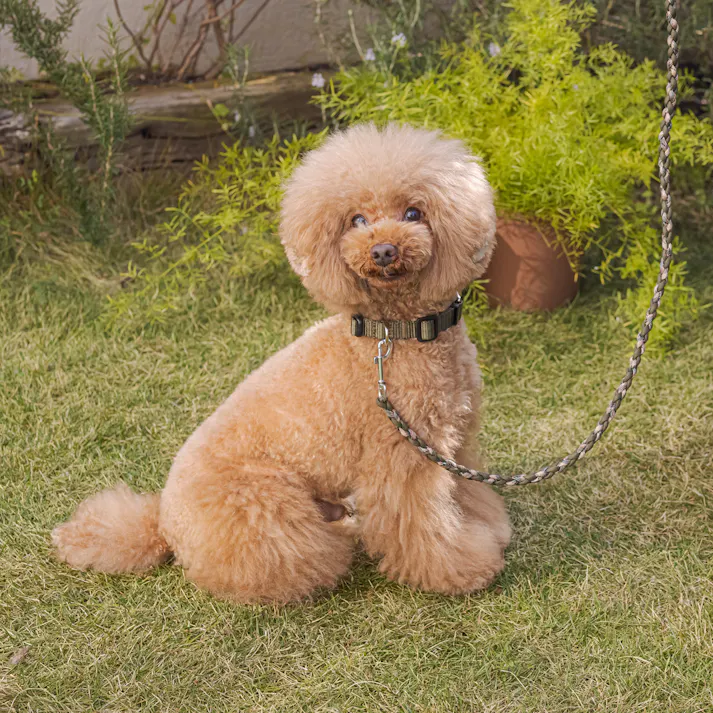 SOLGRA バイカラーコードカラー S Khaki お散歩用品 耐久性 4573460311093【別送品】