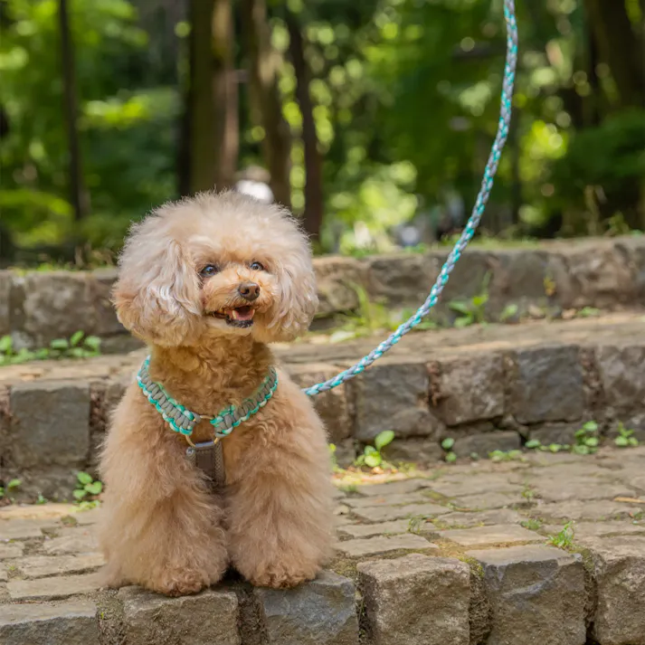 SOLGRA バイカラーコードハーネス M Gray お散歩用品 耐久性 4573460314155【別送品】