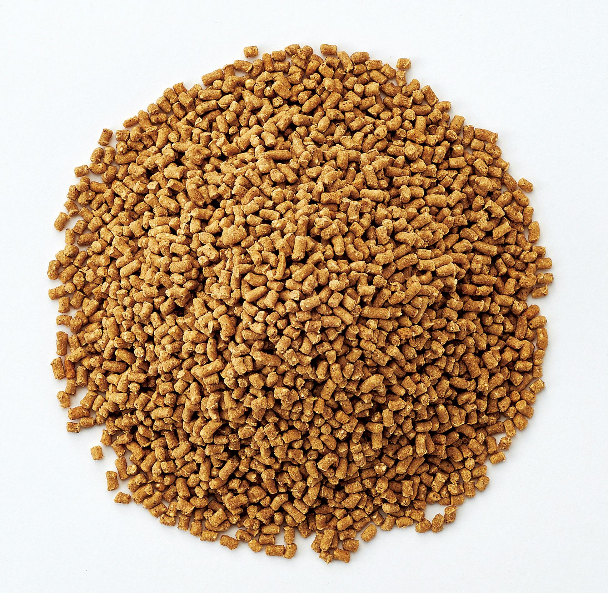 【ヤドカリ】 ヤドカリランド ヤドカリランチ オカヤドカリ 4906456520412