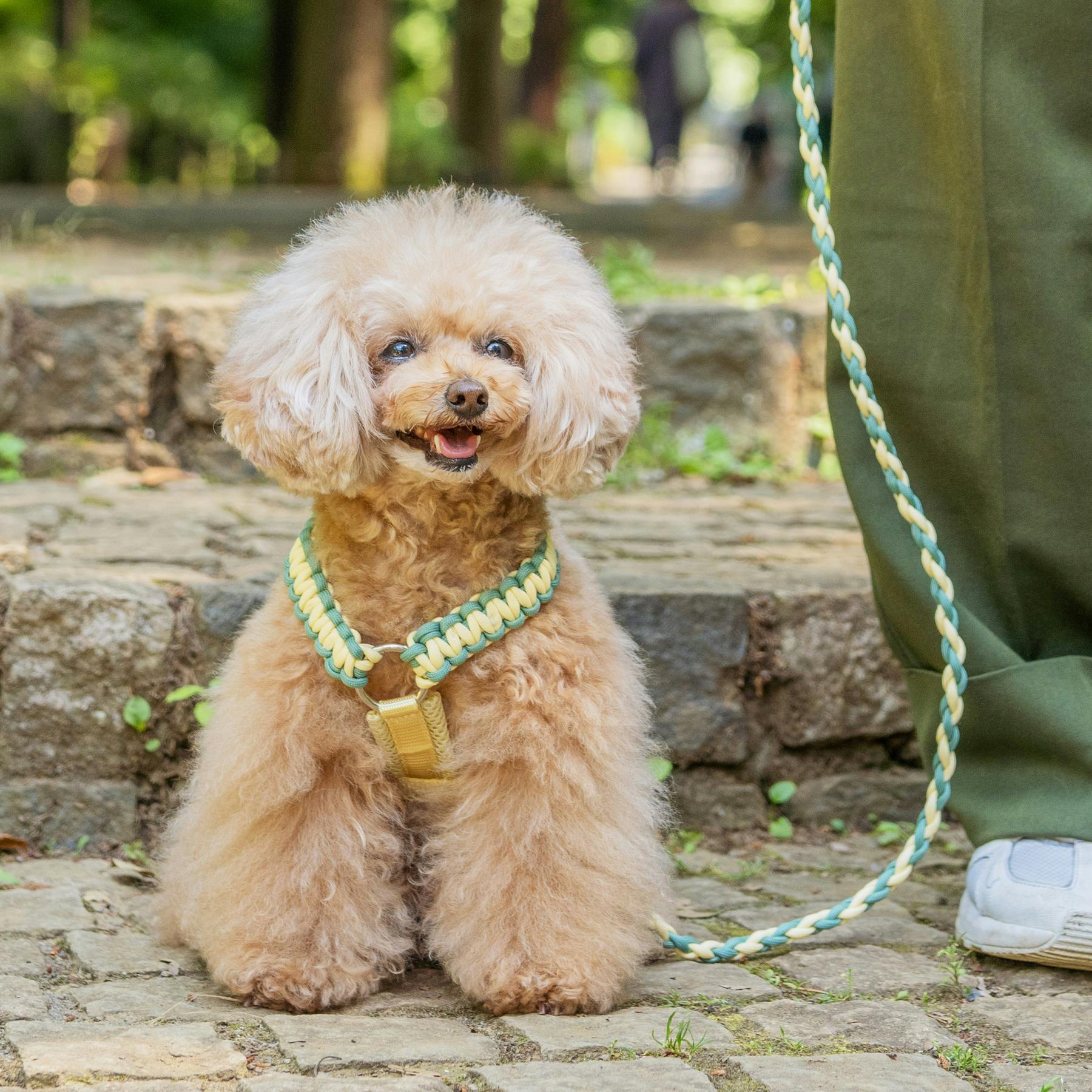 SOLGRA バイカラーコードハーネス S Cream お散歩用品 耐久性