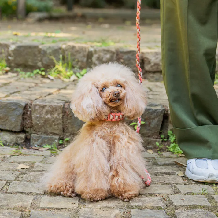 SOLGRA バイカラーコードカラー S Brown お散歩用品 耐久性 4573460314230【別送品】