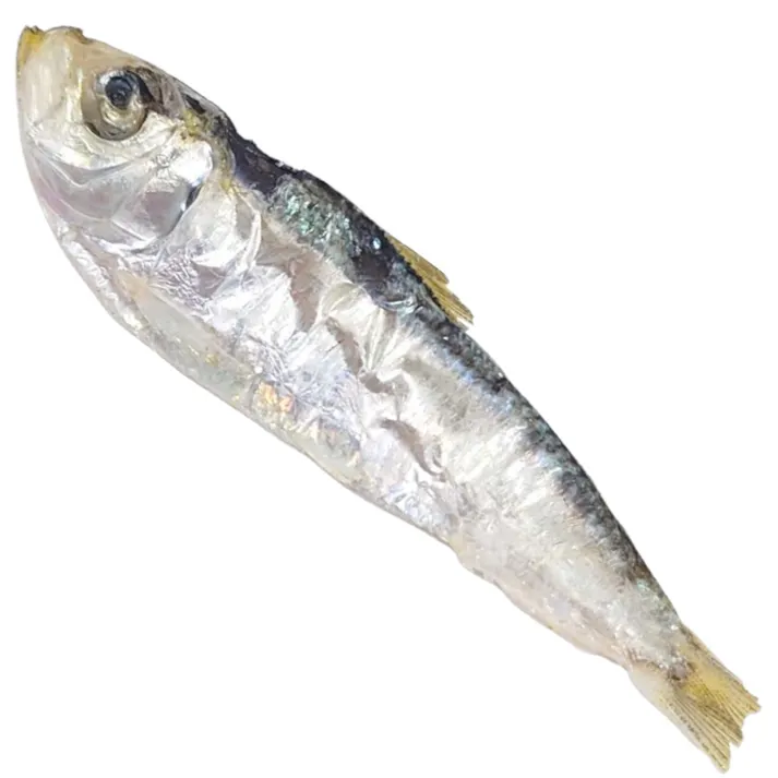 HELL’S KITCHEN 海鮮堂 干しサッパ 20g 犬おやつ KSD09F【別送品】