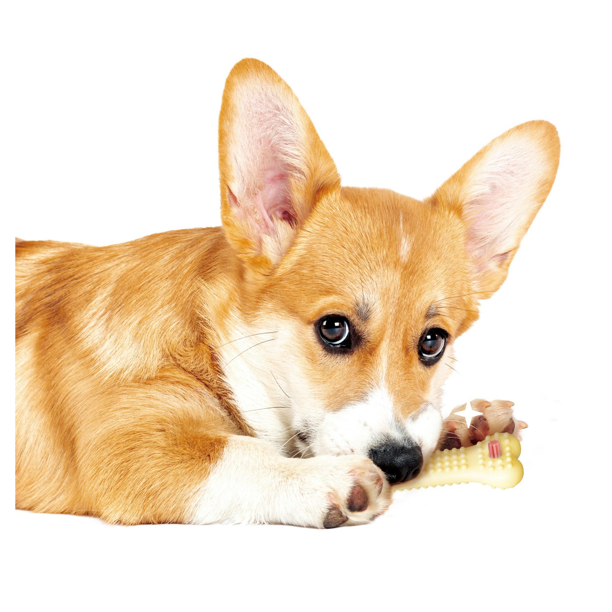 ゴン太のデンタルトイかむピカコーン M チキン風味 1個 ガム 犬用 DA
