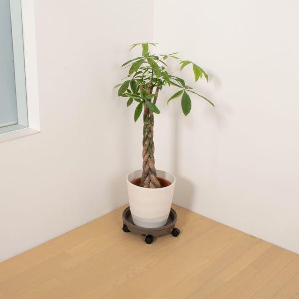 鉢置き 000000022395_WLvSD7g.jpg