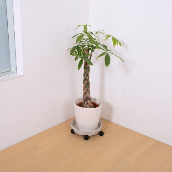 グリーンパル 鉢受けプレートキャスター付き 350 モカアイボリー 日本